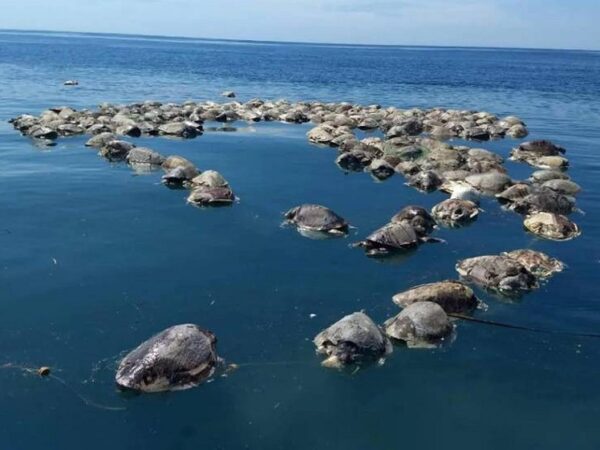 Mais de 300 tartarugas são encontradas mortas no México