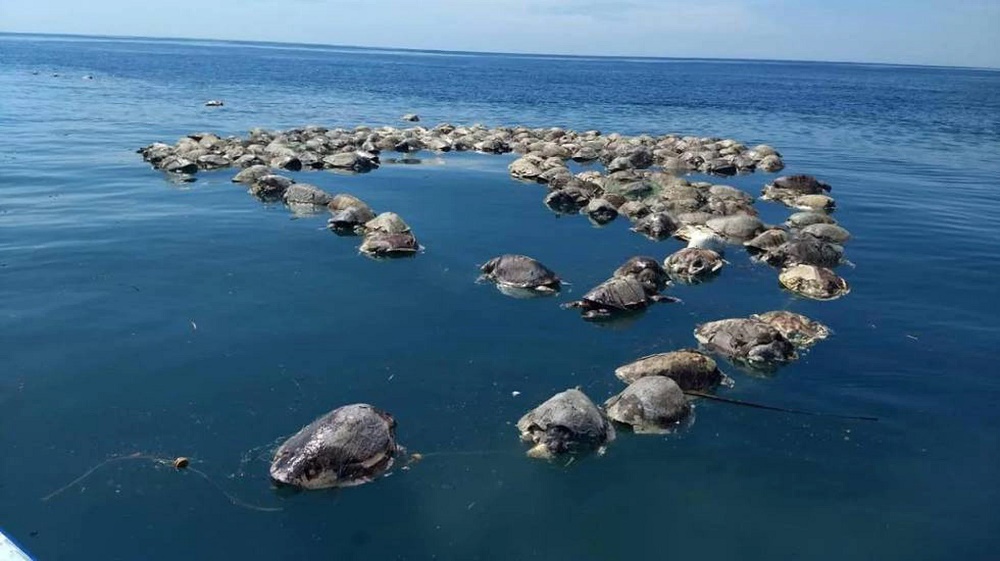 Mais de 300 tartarugas são encontradas mortas no México