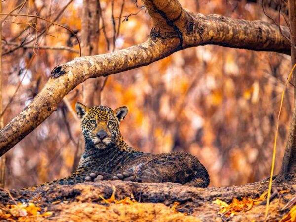 Wildlife Photographer of the Year divulga finalistas de categoria de votação popular com brasileiro no páreo