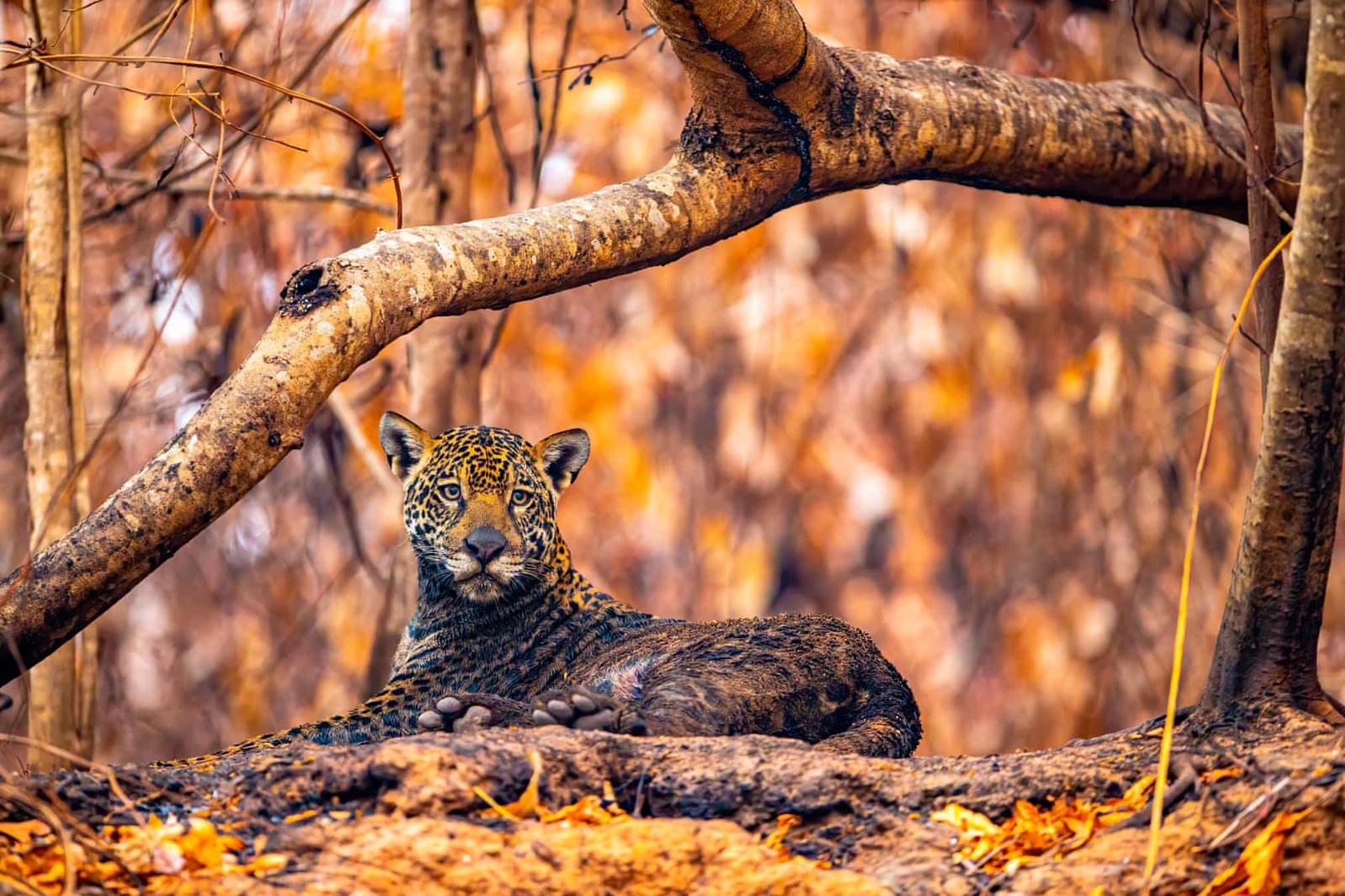 Wildlife Photographer of the Year divulga finalistas de categoria de votação popular com brasileiro no páreo