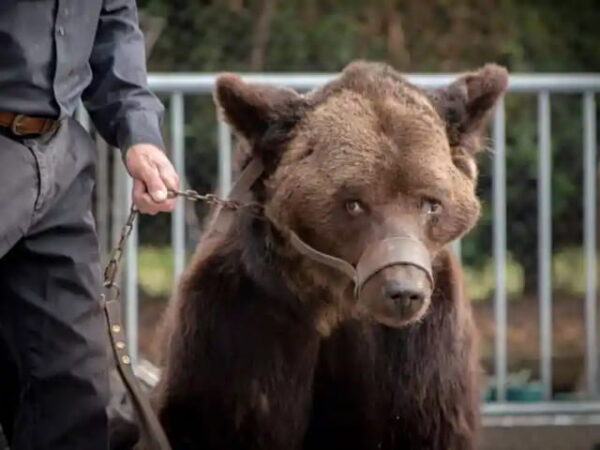 França proíbe animais selvagens em circos, golfinhos em espetáculos e fazendas de visons