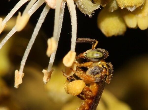 Poluentes acumulados em abelhas nativas revelam a importância de áreas verdes nas cidades