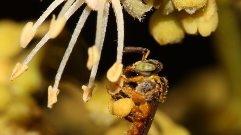 Poluentes acumulados em abelhas nativas revelam a importância de áreas verdes nas cidades