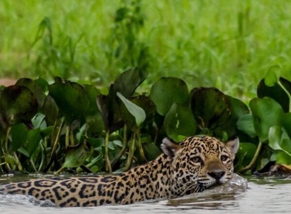 Comunidade de onças pescadoras é descoberta em área remota do Pantanal