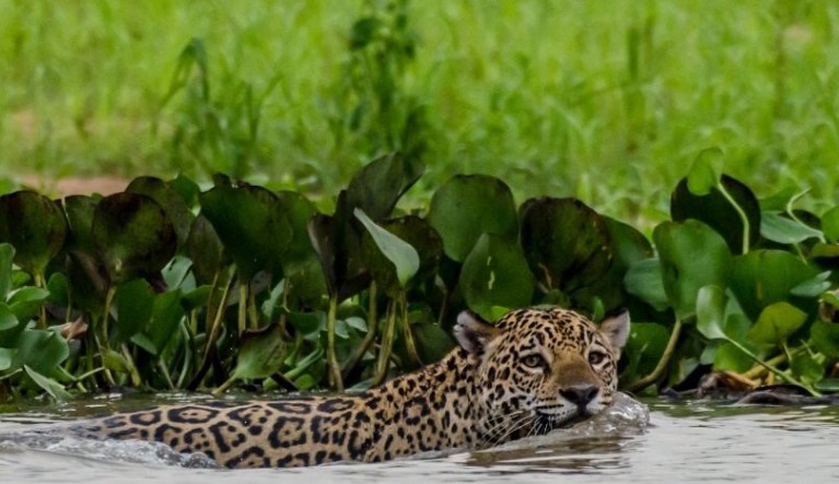 Comunidade de onças pescadoras é descoberta em área remota do Pantanal