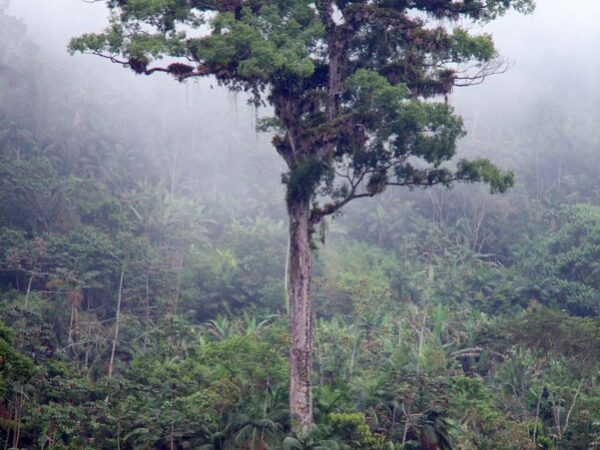 Ministério institui lista da flora de espécies ameaçadas de extinção