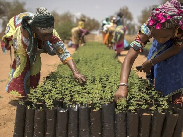 Grande Muralha Verde da África gera bom retorno para investidores