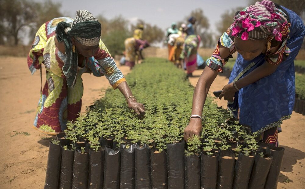 Grande Muralha Verde da África gera bom retorno para investidores