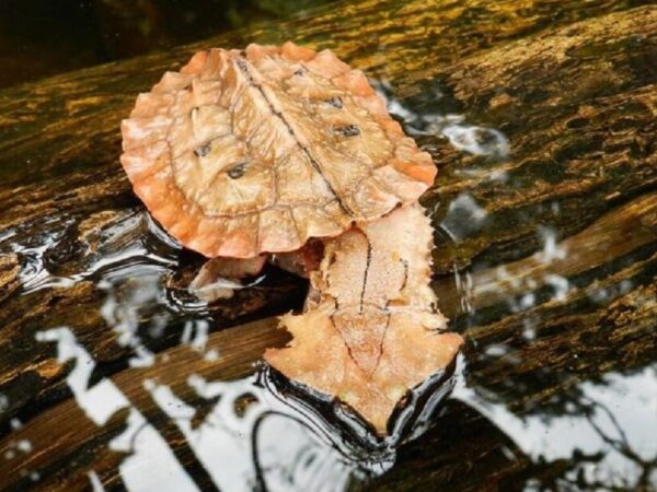 Conheça a Matamatá, uma estranha tartaruga da Amazônia