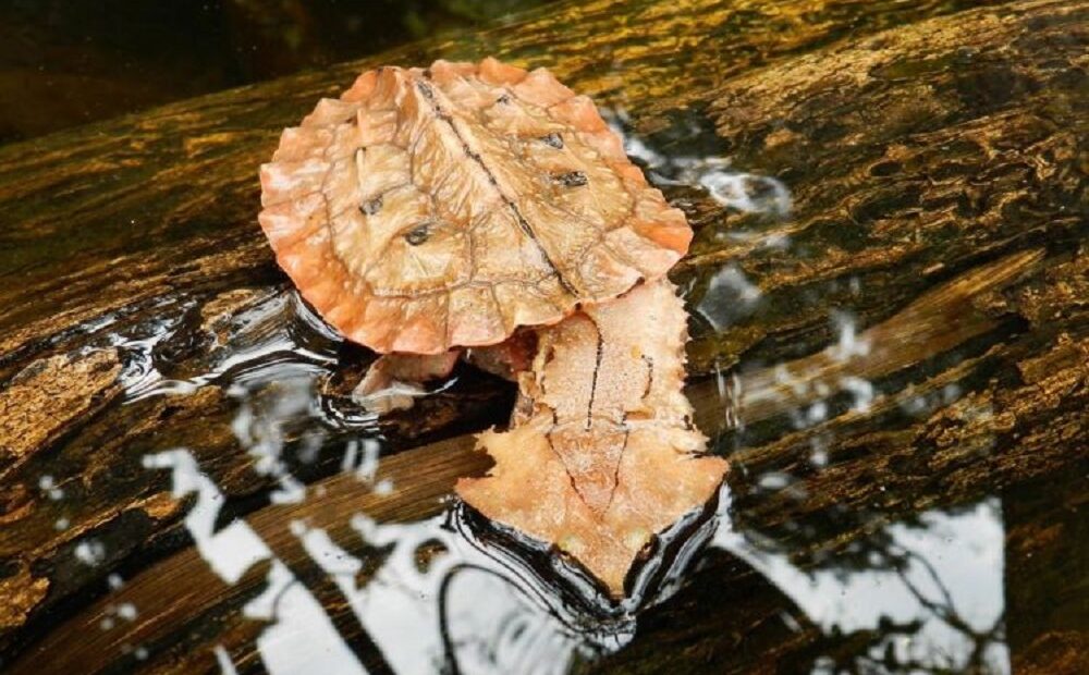 Conheça a Matamatá, uma estranha tartaruga da Amazônia