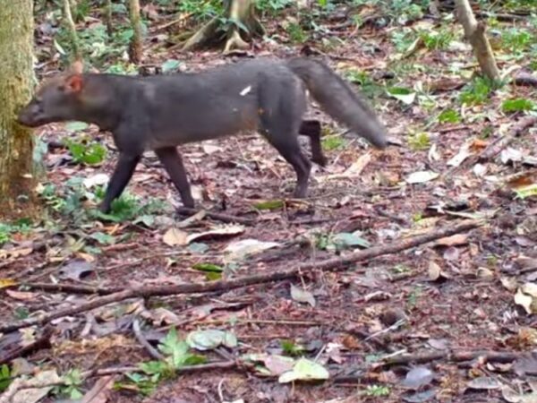 Confira imagens de cachorros raros que vivem na Amazônia