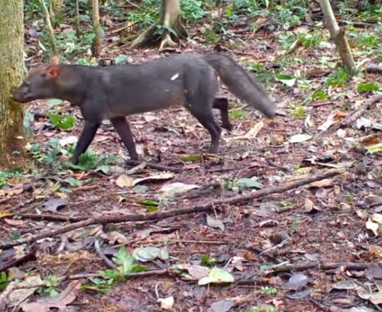 Confira imagens de cachorros raros que vivem na Amazônia