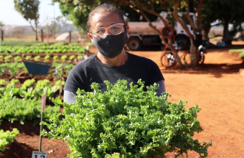 Agora é lei! Em Goiás, terrenos baldios são transformados em hortas comunitárias onde é proibido usar agrotóxicos