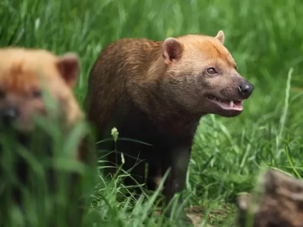 Cachorro-vinagre: espécie rara quase ameaçada de extinção