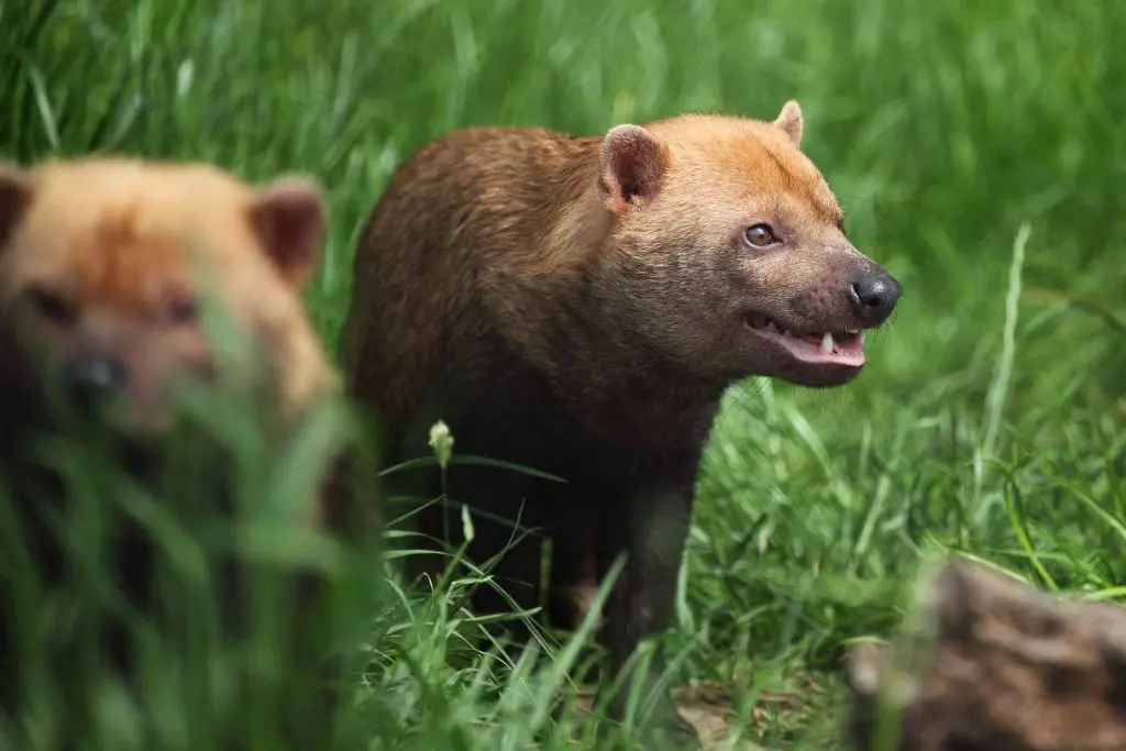 Cachorro-vinagre: espécie rara quase ameaçada de extinção