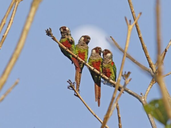 Periquito Cara-Suja será reintroduzido na Serra da Aratanha