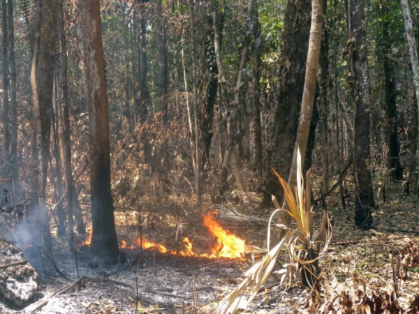 Cerrado brasileiro recebe pouca atenção em estudos sobre recomposição de vegetação nativa, revela estudo da ONU