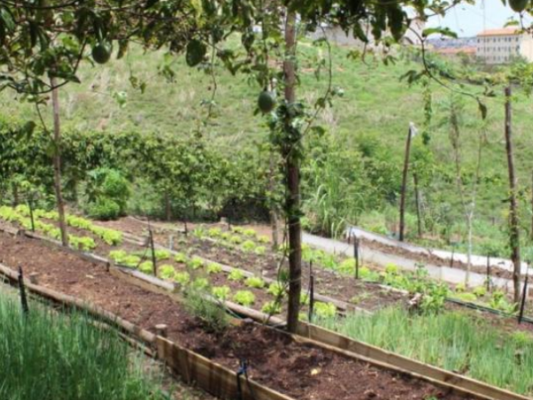 Agroflorestas Urbanas recuperam áreas verdes em Belo Horizonte