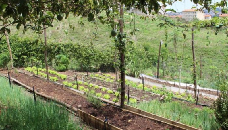 Agroflorestas Urbanas recuperam áreas verdes em Belo Horizonte