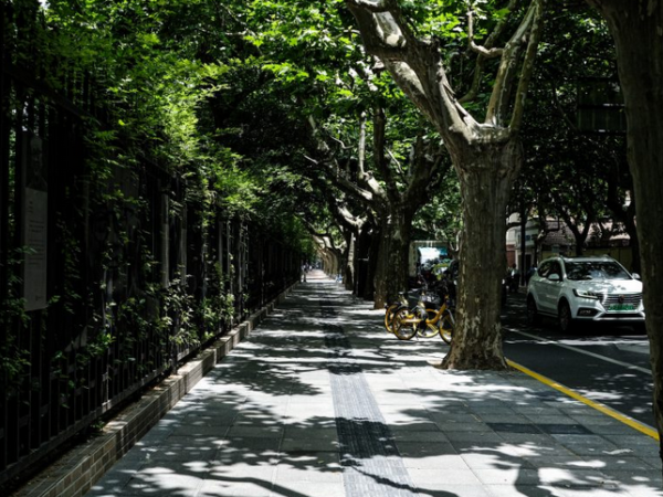 Árvores podem reduzir temperaturas de cidades em até 12 °C