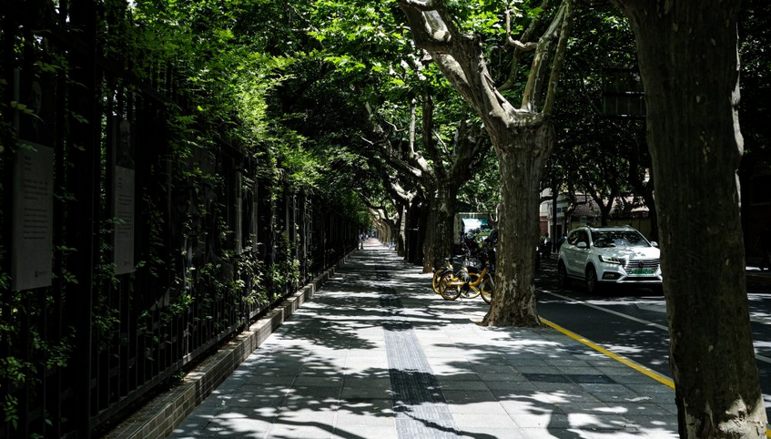 Árvores podem reduzir temperaturas de cidades em até 12 °C