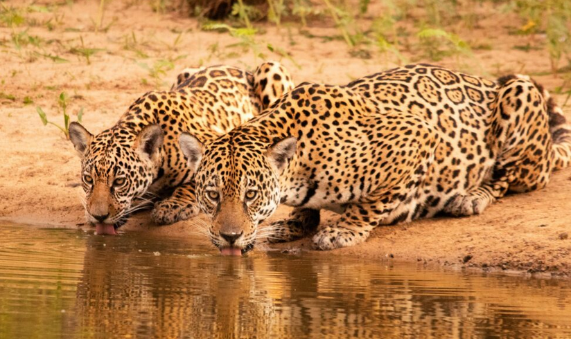 Cerca de 1.500 onças foram mortas ou desabrigadas em 4 anos na Amazônia