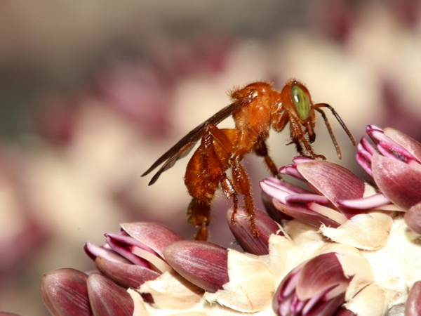 Perda de floresta causa o desaparecimento de abelhas polinizadoras