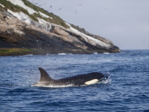 Grupo de orcas dá show para banhistas em praia do Rio