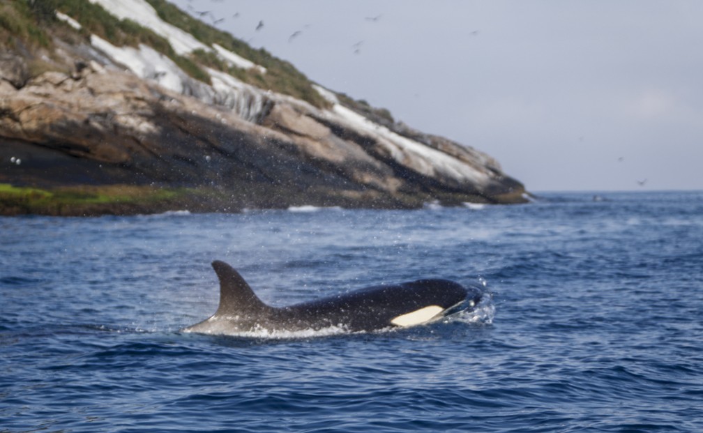 Grupo de orcas dá show para banhistas em praia do Rio