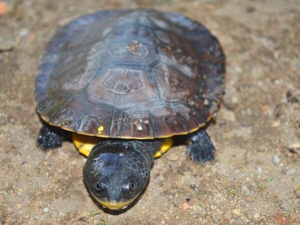 Nova espécie de tartaruga de água doce é descoberta por pesquisador no Pará