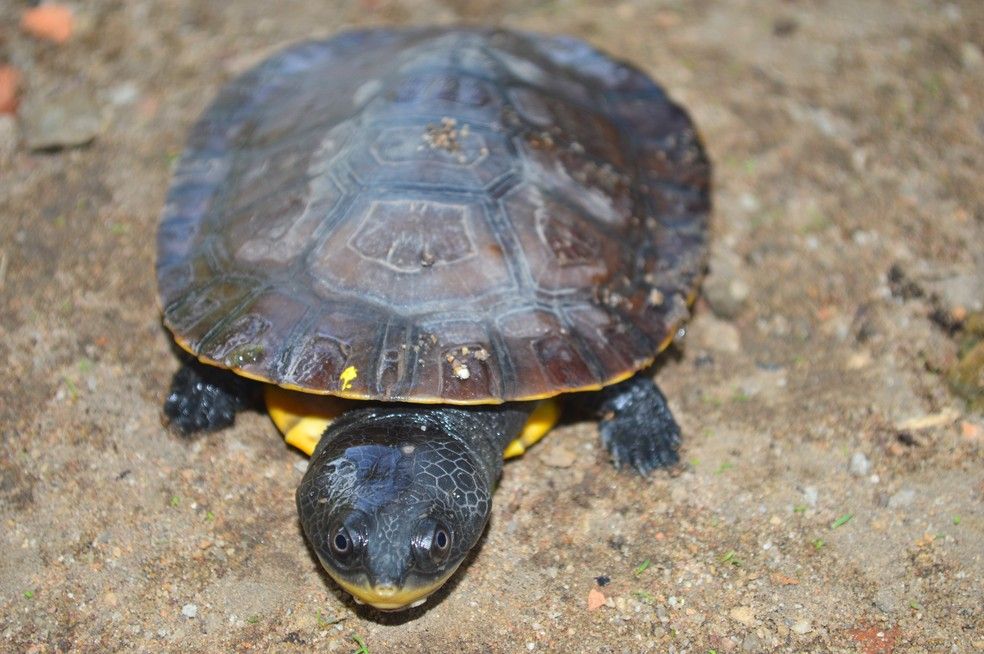 Nova espécie de tartaruga de água doce é descoberta por pesquisador no Pará