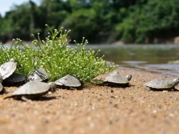 1 milhão de filhotes de tartarugas são soltos na Amazônia