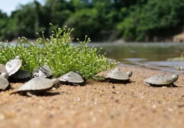 1 milhão de filhotes de tartarugas são soltos na Amazônia