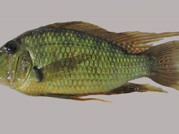 Nova espécie de peixe é descoberta nos rios Tocantins e Paraná