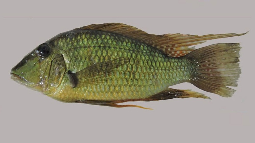 Nova espécie de peixe é descoberta nos rios Tocantins e Paraná