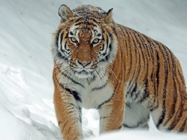 Pegadas de tigre-siberiano são vistas pela primeira vez em 50 anos