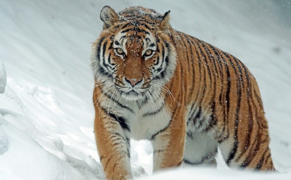 Pegadas de tigre-siberiano são vistas pela primeira vez em 50 anos