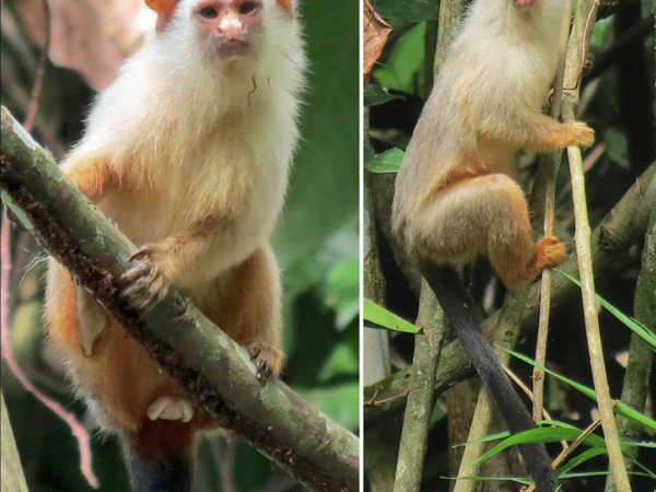 Nova espécie de sagui da Amazônia é encontrado no Mato Grosso.