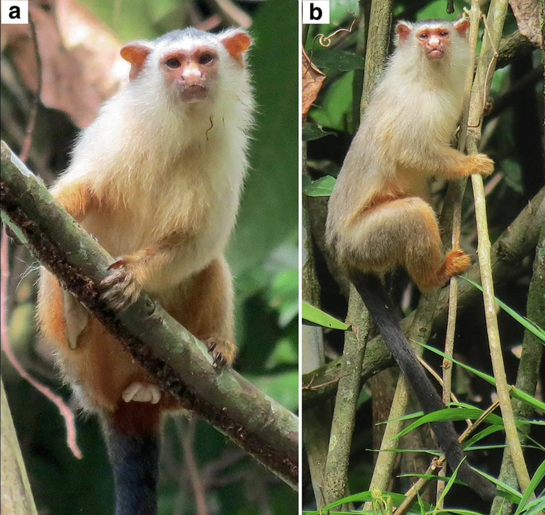 Nova espécie de sagui da Amazônia é encontrado no Mato Grosso.