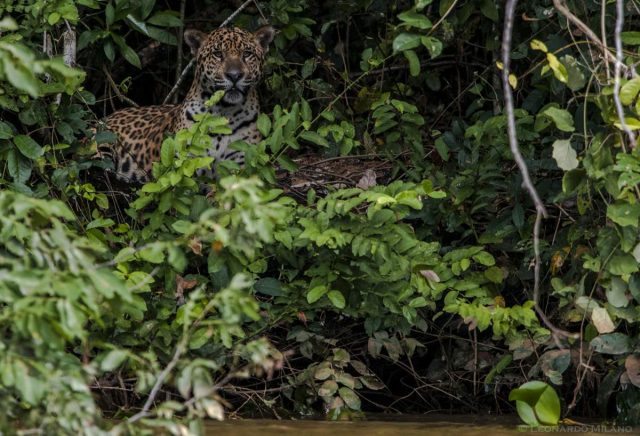 5 parques que protegem a onça-pintada