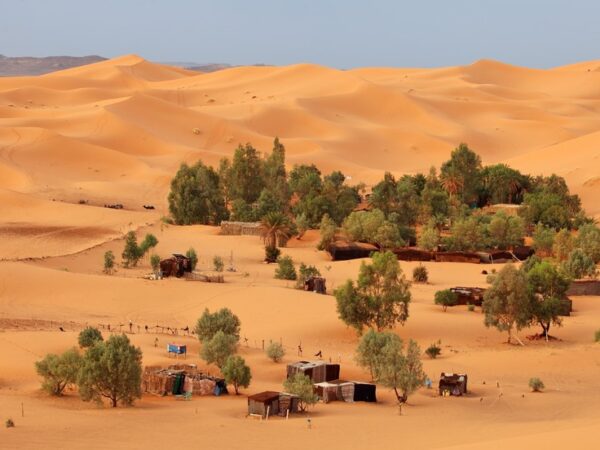 Cientistas descobrem uma floresta de quase 2 milhões de árvores no deserto do Saara