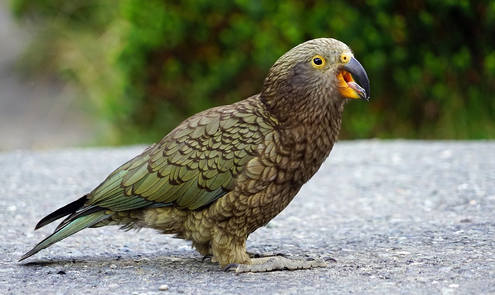 Papagaio-da-Nova-Zelândia tem noção estatística vista apenas em primatas