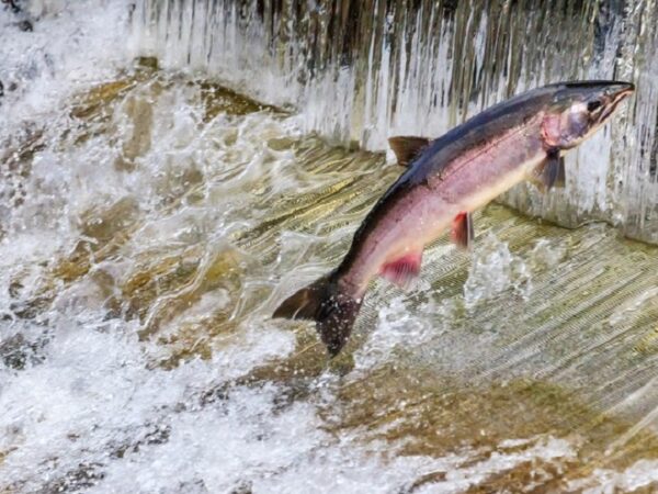 Chuvas trazem salmão que não era visto há 25 anos de volta à Califórnia