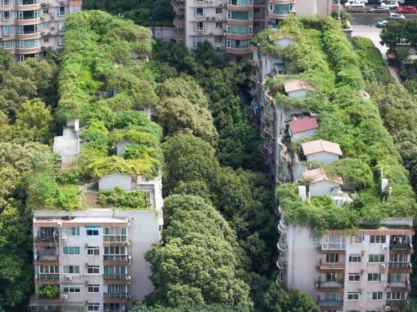 Telhados verdes: benefícios para o consumo de energia