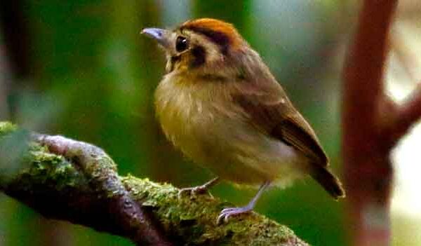 Adaptações das aves às mudanças climáticas