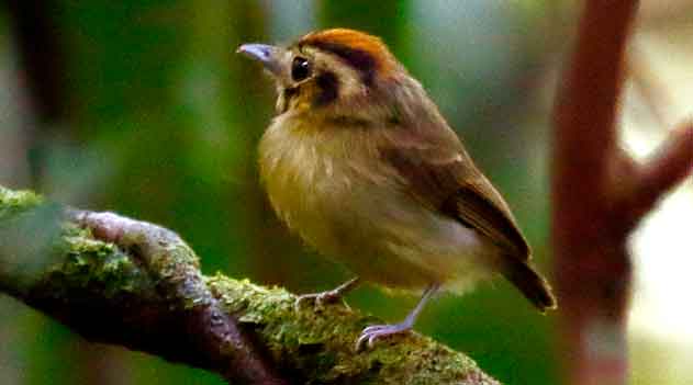 Adaptações das aves às mudanças climáticas