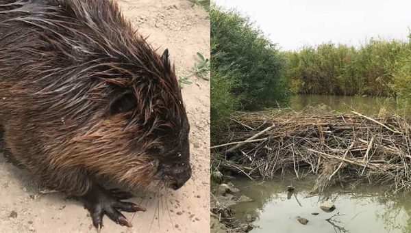 Castores que seriam sacrificados recuperam rios no deserto