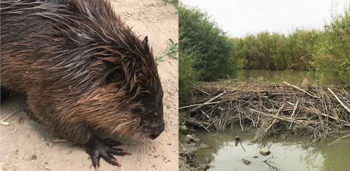 Castores que seriam sacrificados recuperam rios no deserto