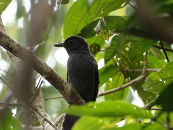 Considerada ave rara, choca-do-acre só pode ser vista no Parque da Serra do Divisor