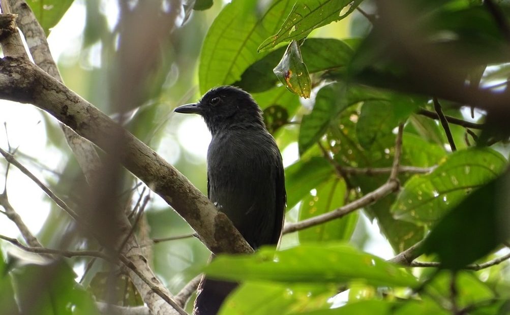 Considerada ave rara, choca-do-acre só pode ser vista no Parque da Serra do Divisor
